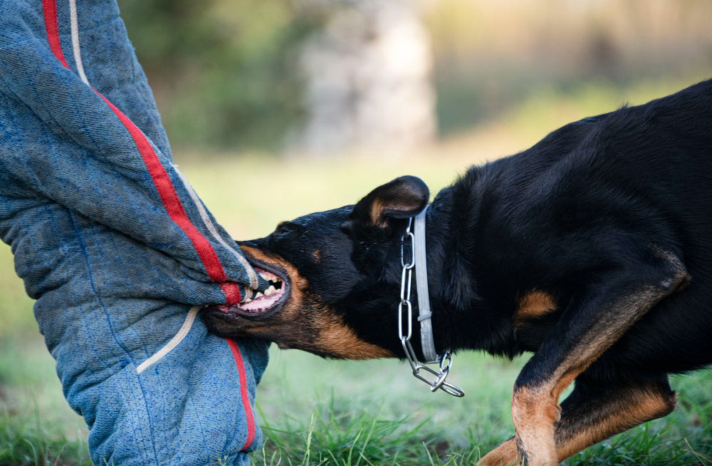dog aggression training