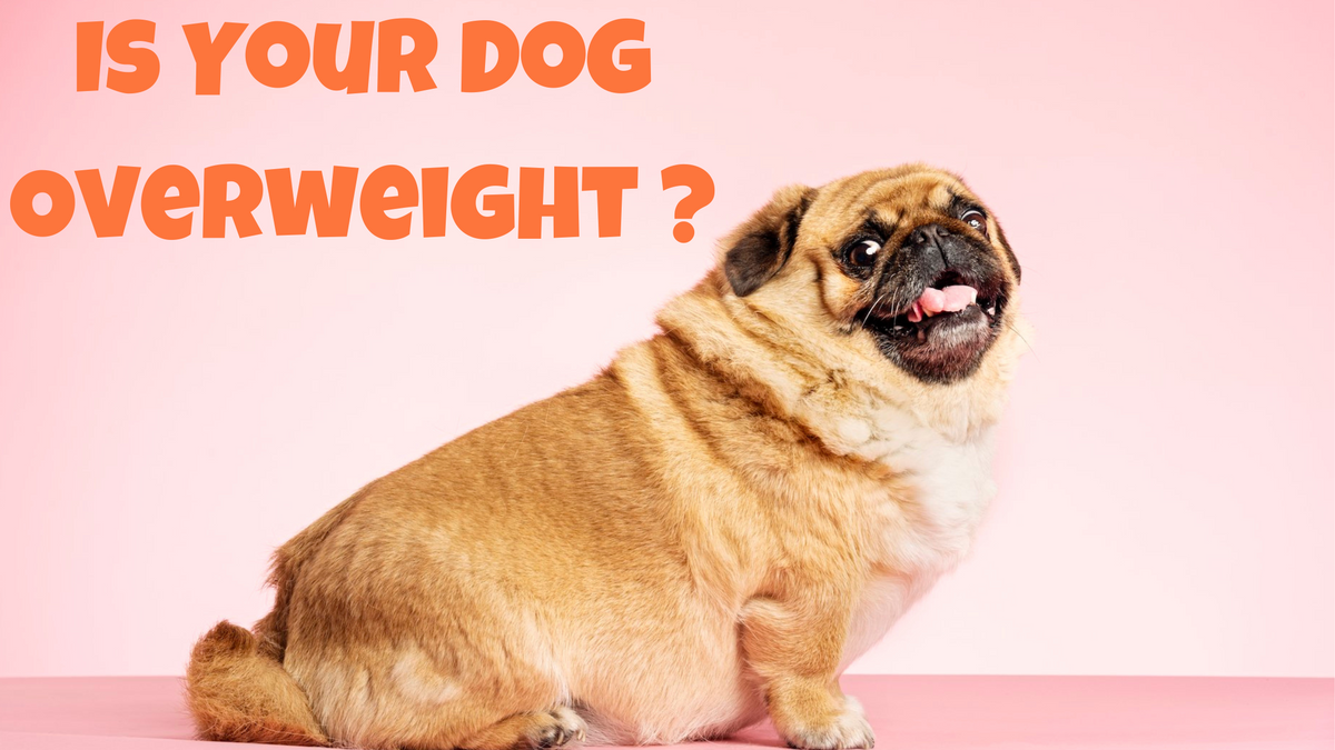 dog overweight