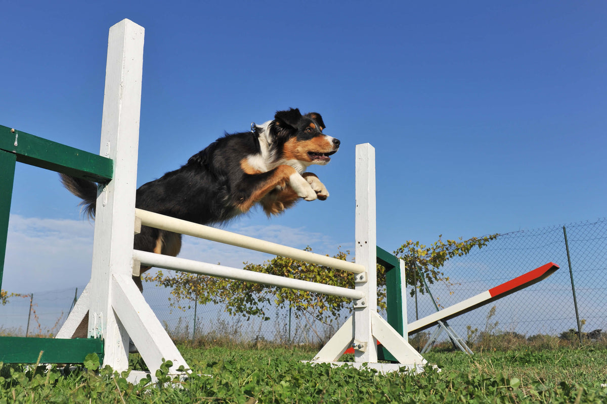 australian shepherd jumping