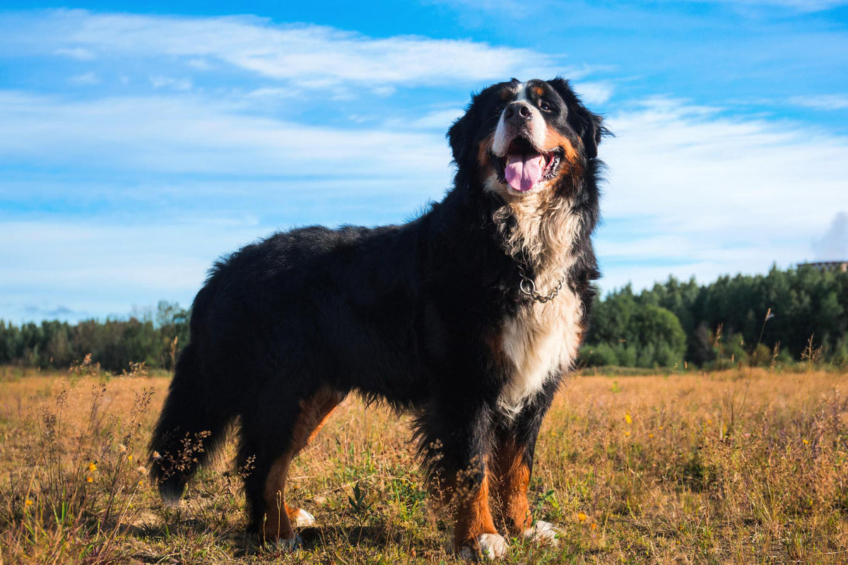 australian shepherd bernese mountain dog mix