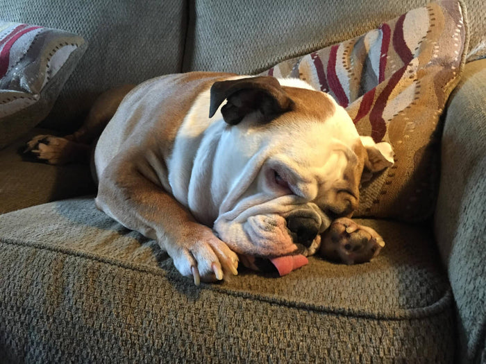 English bulldog sleeping on sofa 