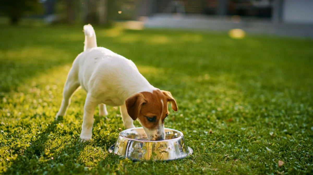 a dog drinking water