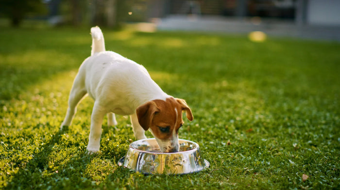 a dog drinking water