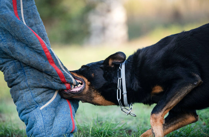 dog aggression training