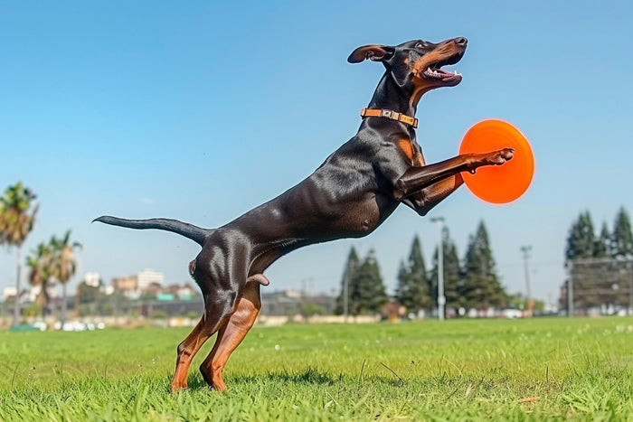 adorable doberman dog