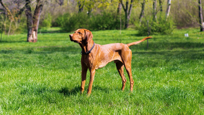 Your German Shorthaired Pointer's Life Expectancy: The Facts