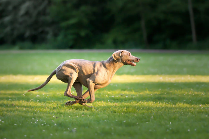 an adorable brown Weimaraner dog