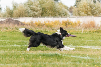 og catching flying disk in jump, pet playing outdoors 