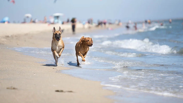 Dog treadmill training