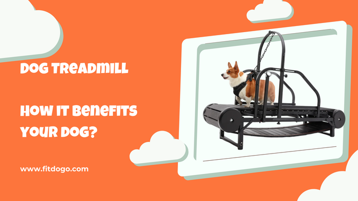how dog treadmill benefits dogs