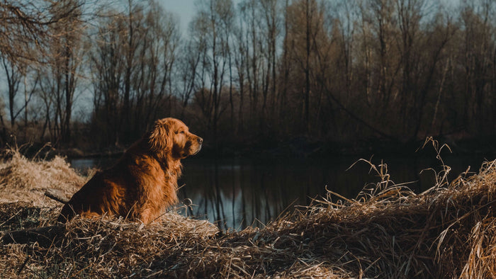 a hunting dog at lakeside
